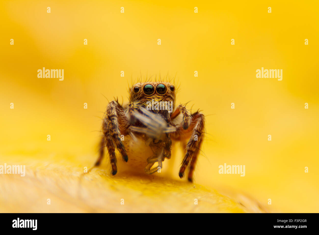 Jumper Spinne auf Yello Blatt Stockfoto