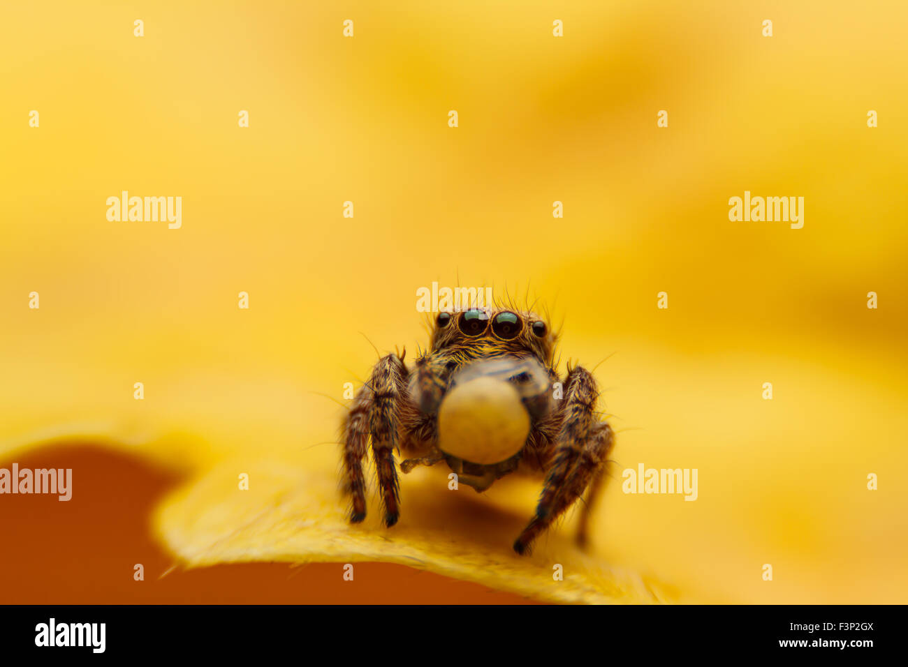 Jumper Spinne auf Yello Blatt Stockfoto