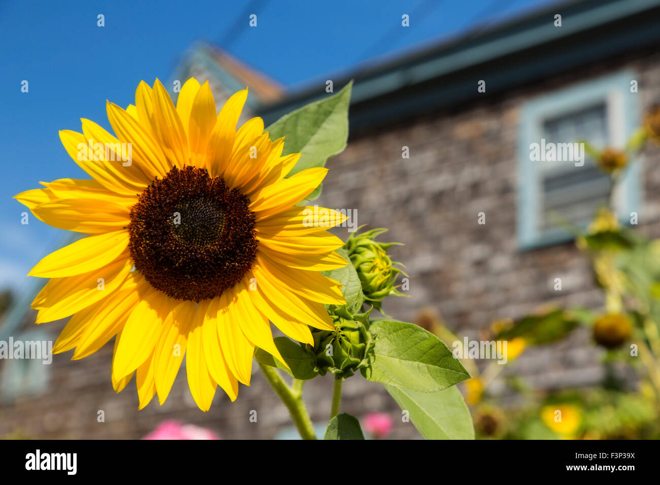 Sonnenblume Detail, Ferienhaus mit verwitterten Holzschindeln im Hintergrund Stockfoto