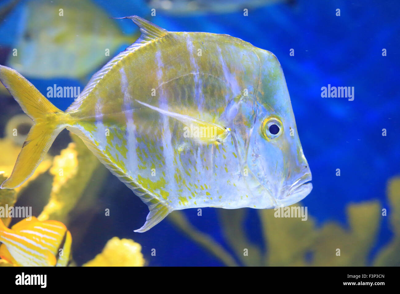 Porträt von zwei schwimmen Silber Look-Down Pompano Fische in dunklen tiefen Meerwasser Stockfoto