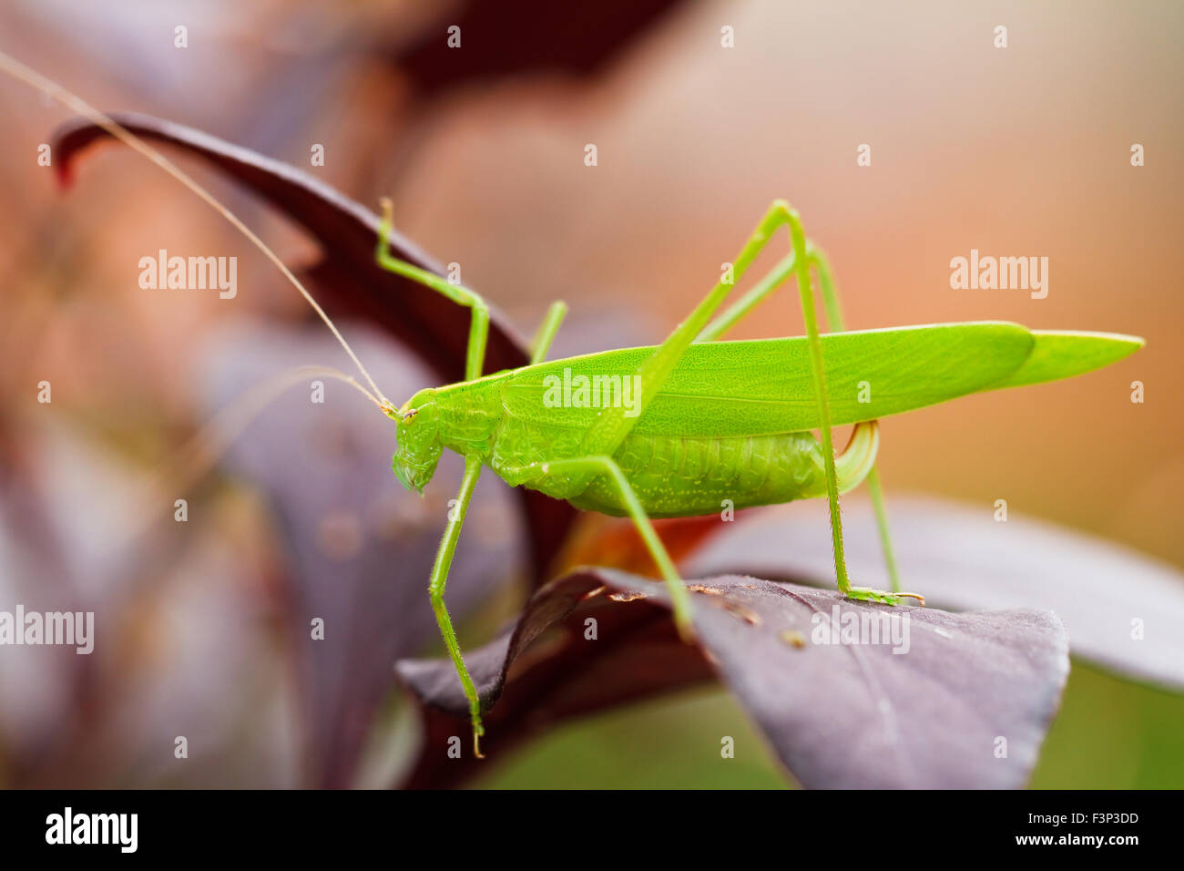 Heuschrecke auf Blatt hautnah Stockfoto