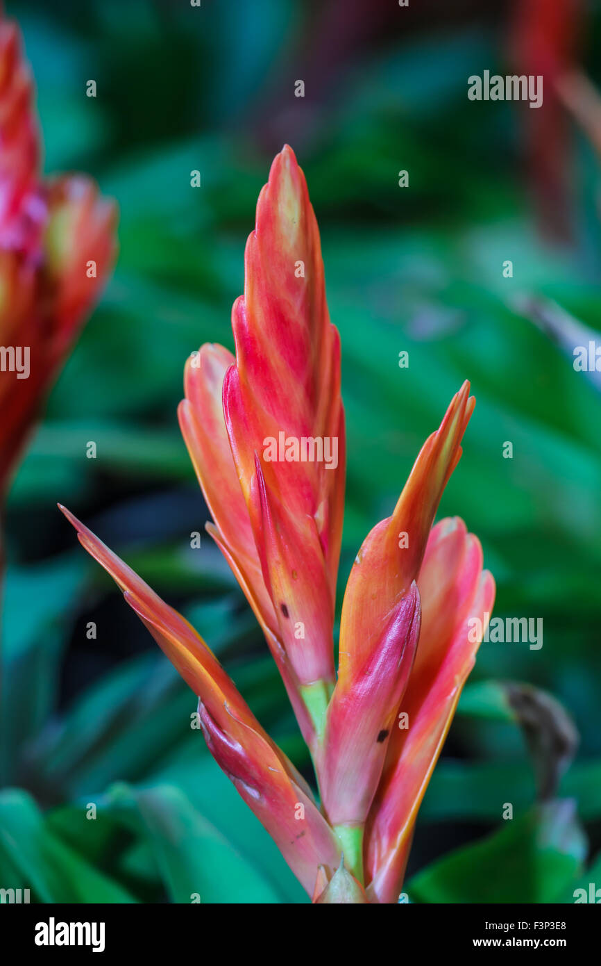 Ananas blumen -Fotos und -Bildmaterial in hoher Auflösung – Alamy Ananas blumen -Fotos und -Bildmaterial in hoher Auflösung – Alamy