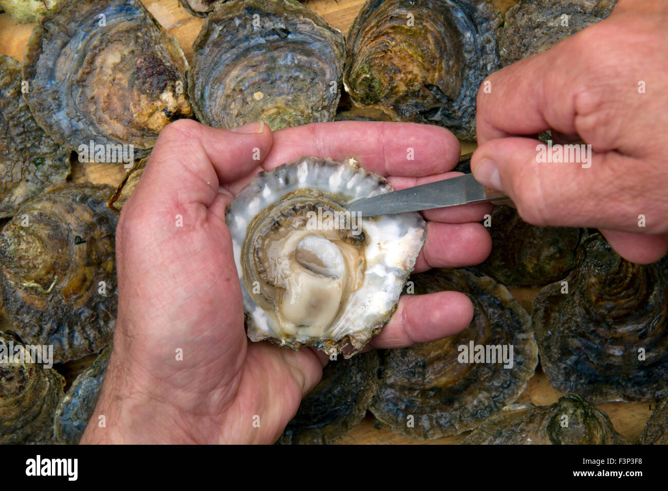 Robin Hancock der Wright Brüder Austern, der die Herzogtum von Cornwall Austern an der Mündung des Helford verwaltet. Stockfoto