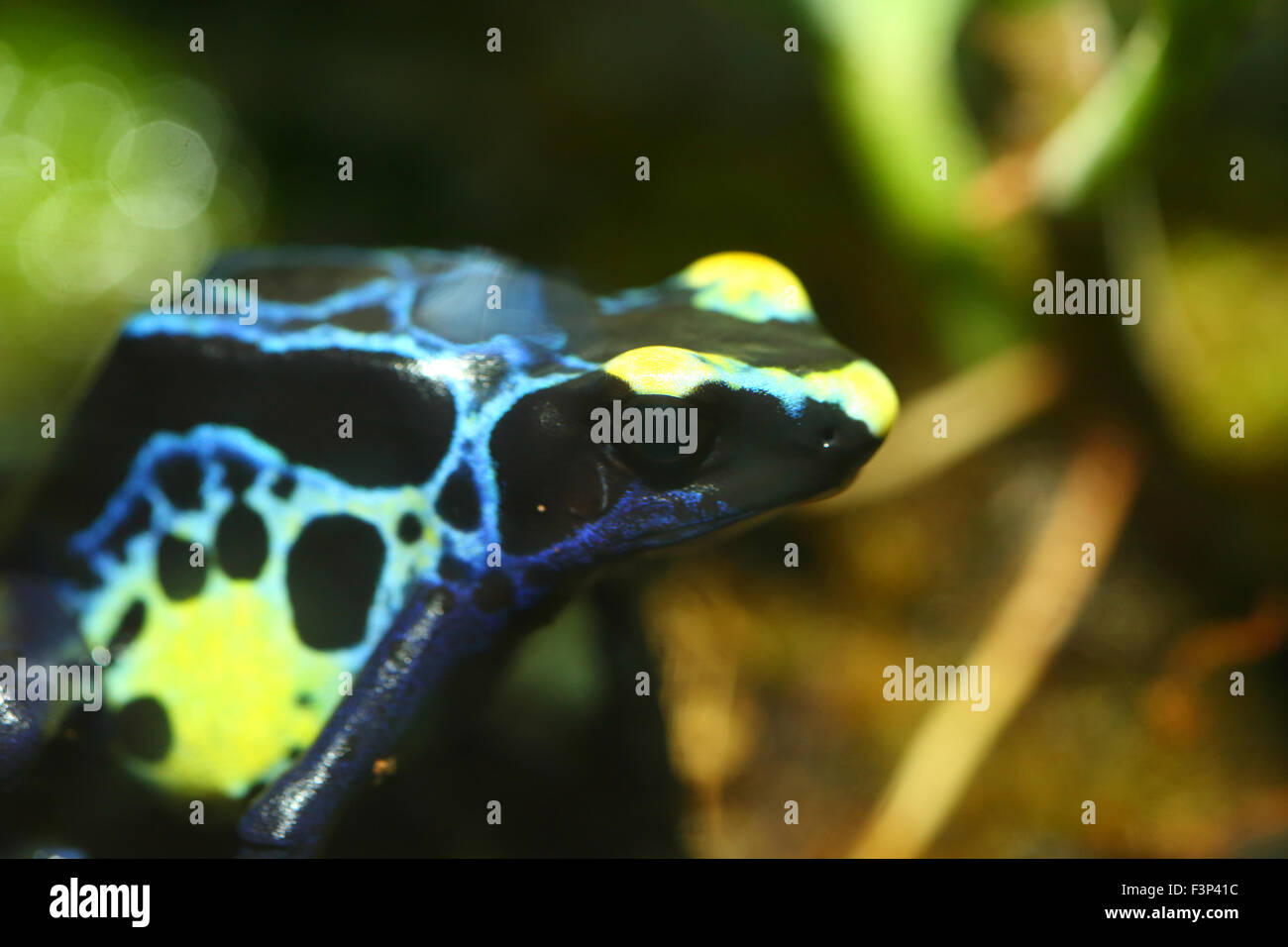 Pfeilgiftfrosch (Dendrobates Tinctorius) färben Stockfoto