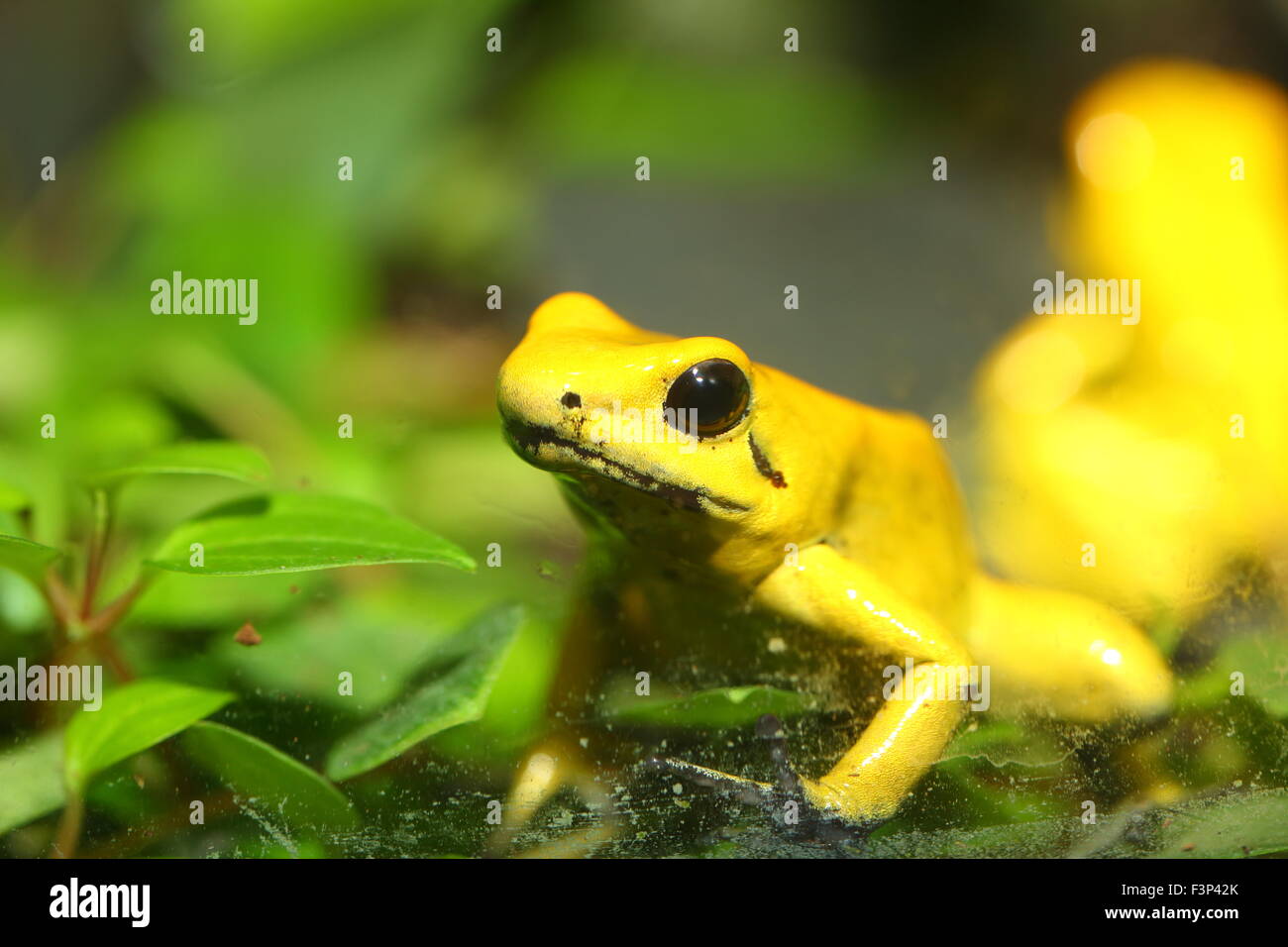 Goldene poison Frog (Phyllobates Terribilis) Stockfoto