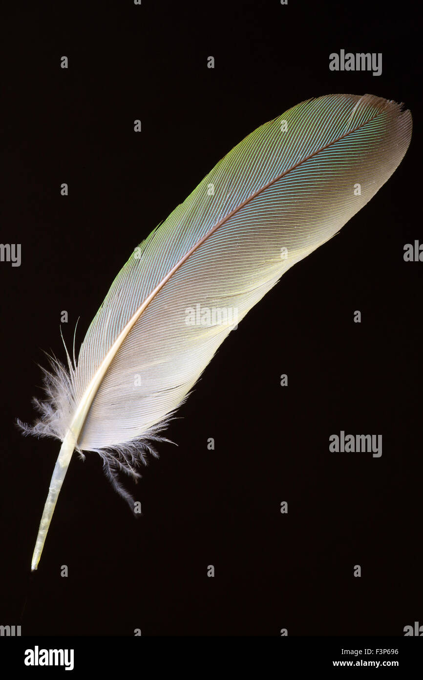 Feder des Fischers Lovebird (Agapornis Fischeri) Stockfoto