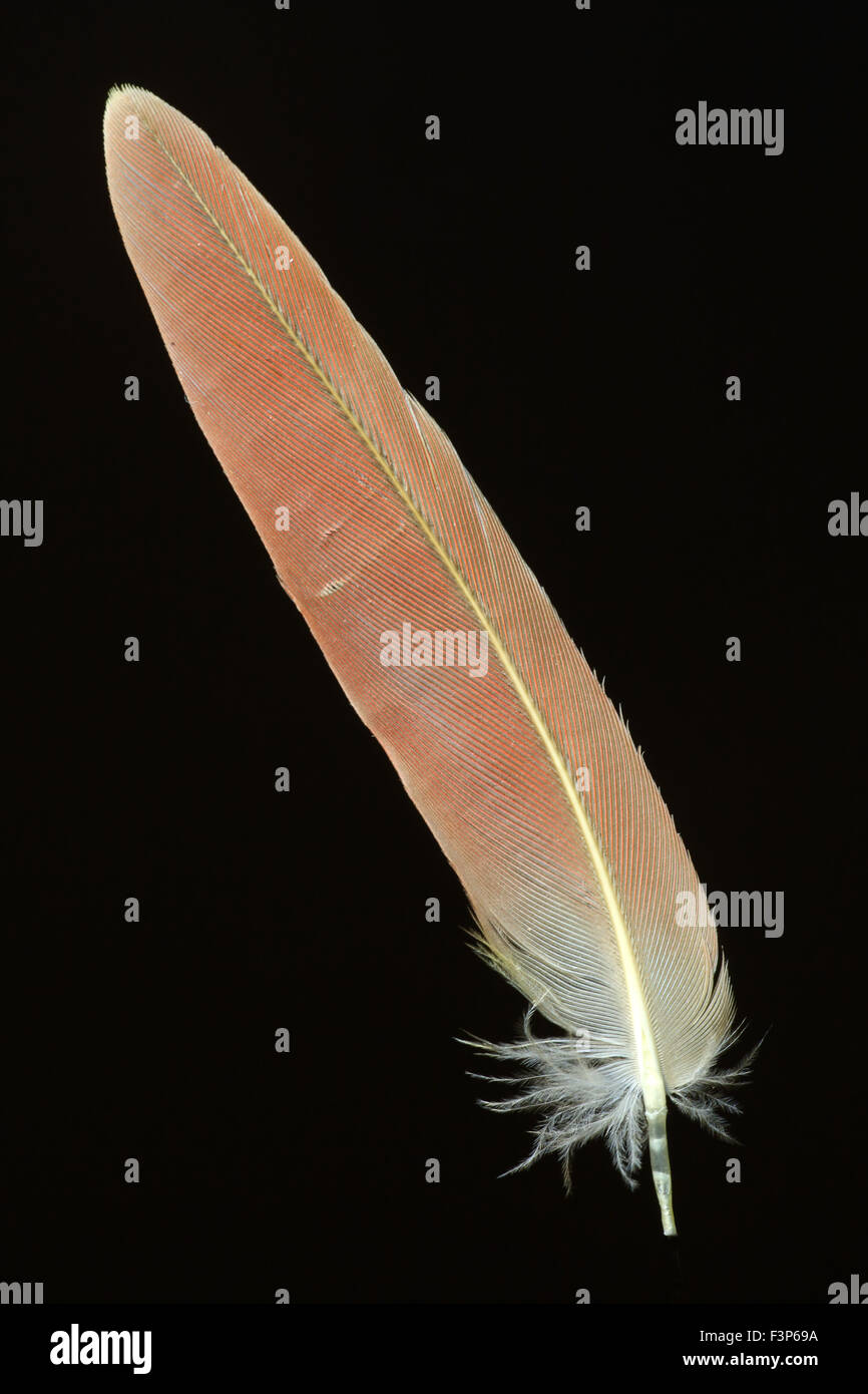 Feder grün Wangen Sittich (Pyrrhura Molinae) Stockfoto