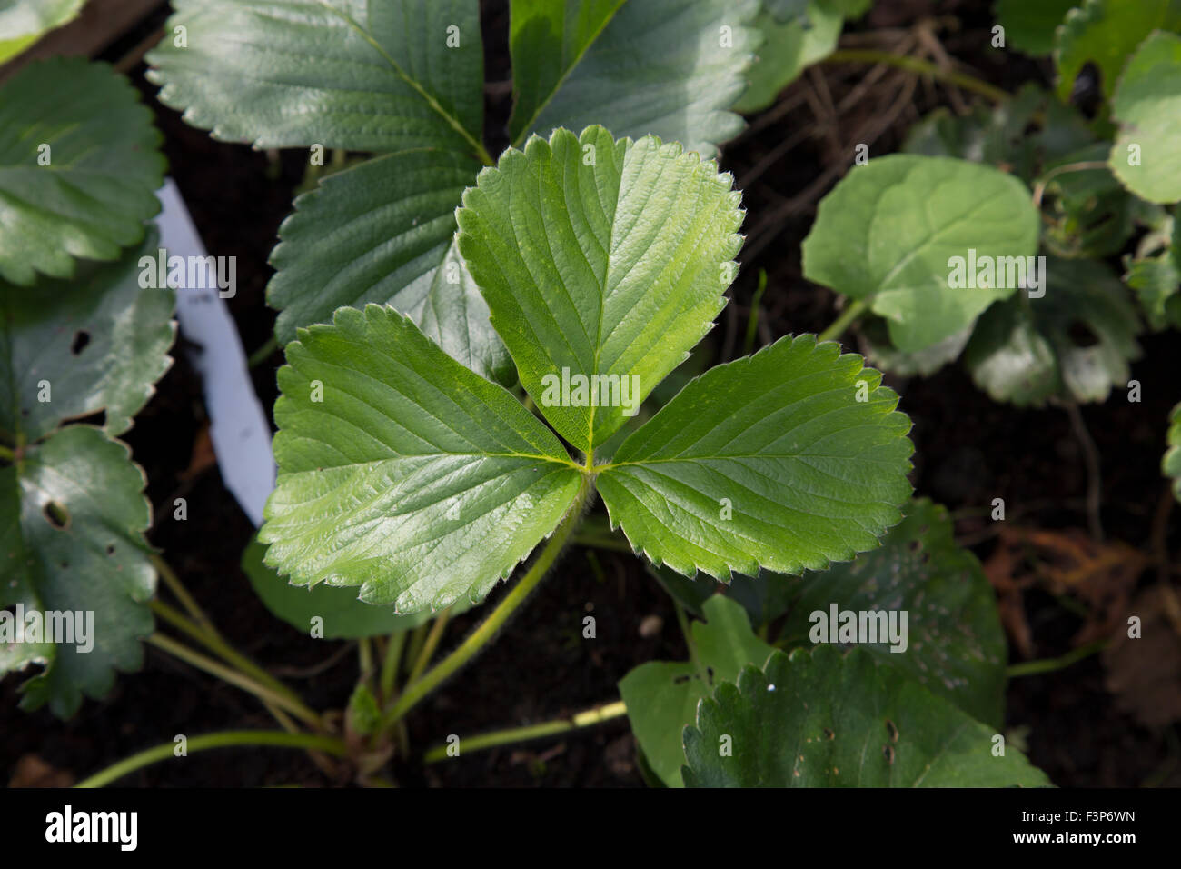 Gesundes Grün Erdbeere Pflanze Blatt Stockfoto