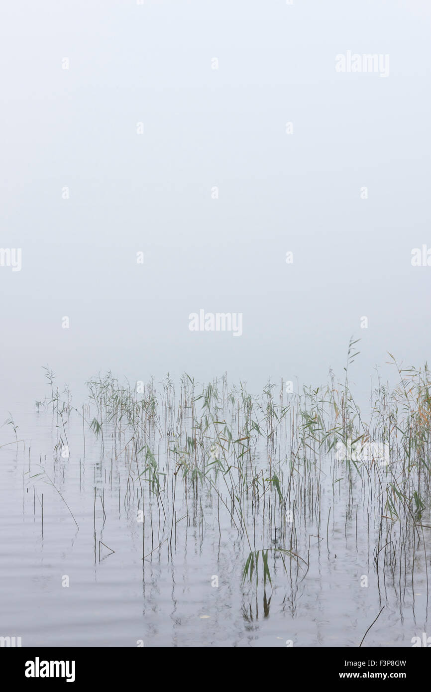 Rohrkolben im Wasser auf einem sehr nebligen Wetter Stockfoto