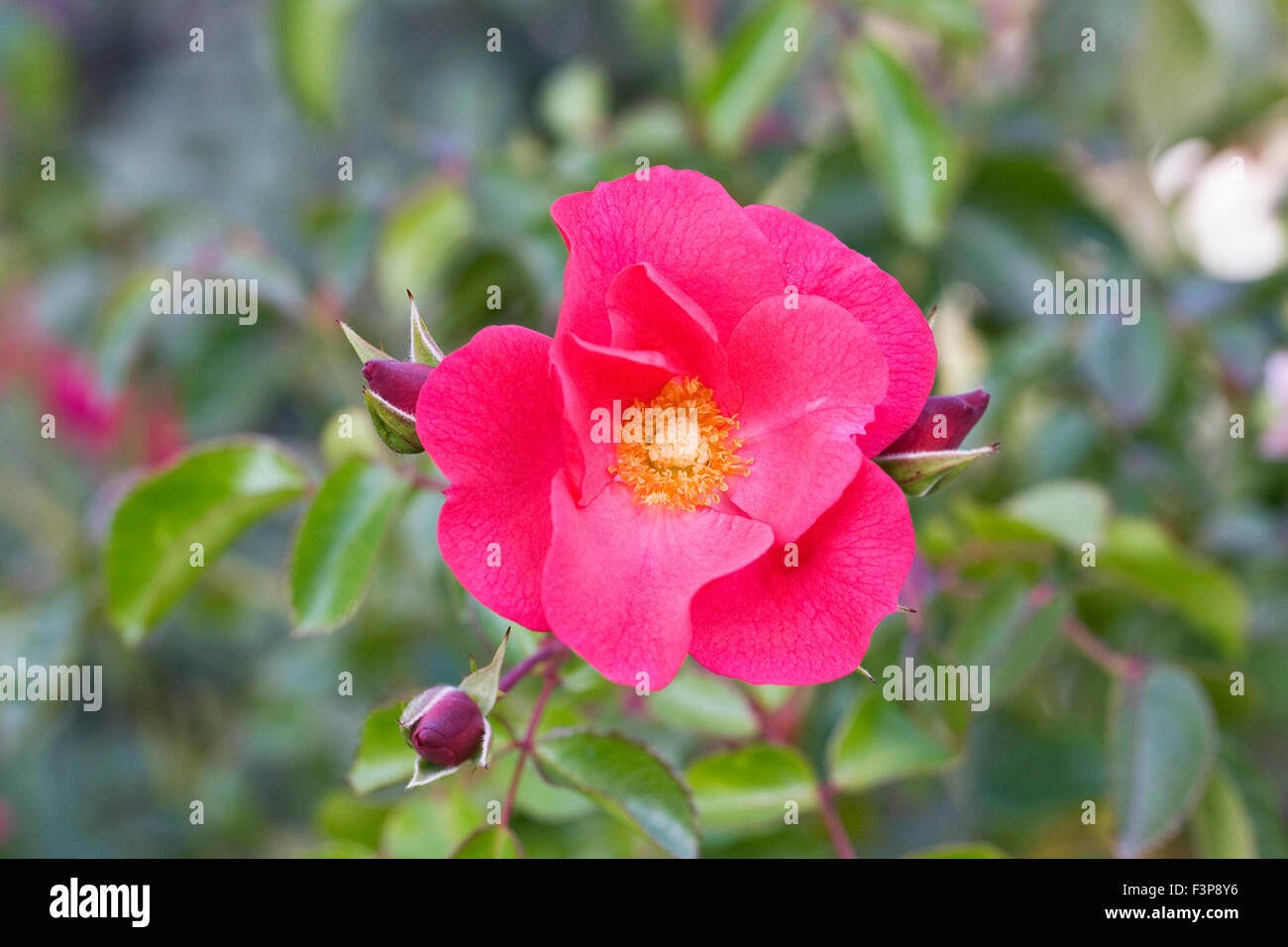 Rosa Wild Thing 'Jactoose' Blume. Stockfoto