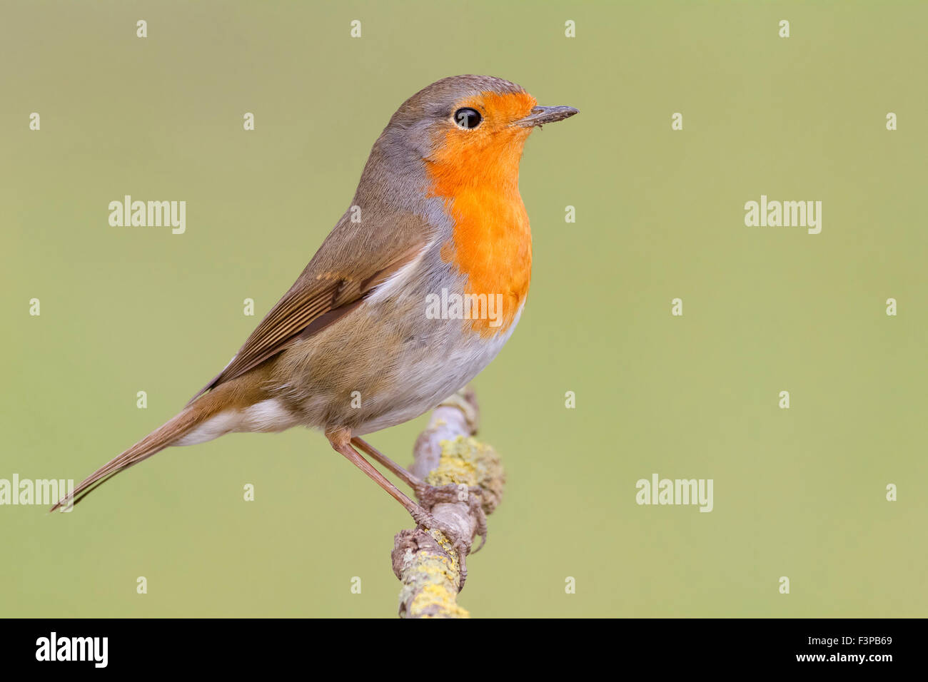 Rotkehlchen, thront auf einem Zweig, Kampanien, Italien (Erithacus Rubecula) Stockfoto