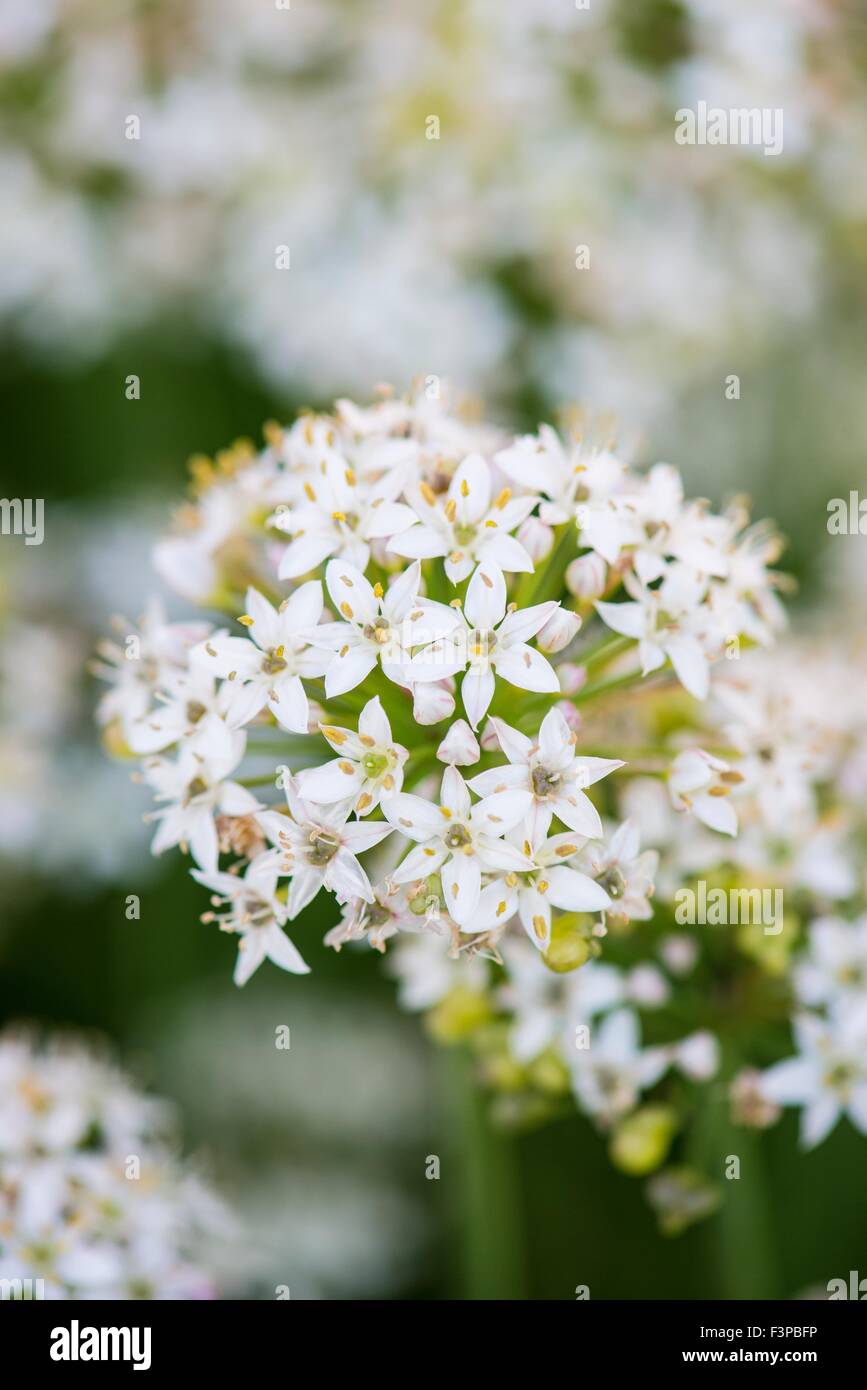 Knoblauch-Schnittlauch Blumen Stockfoto