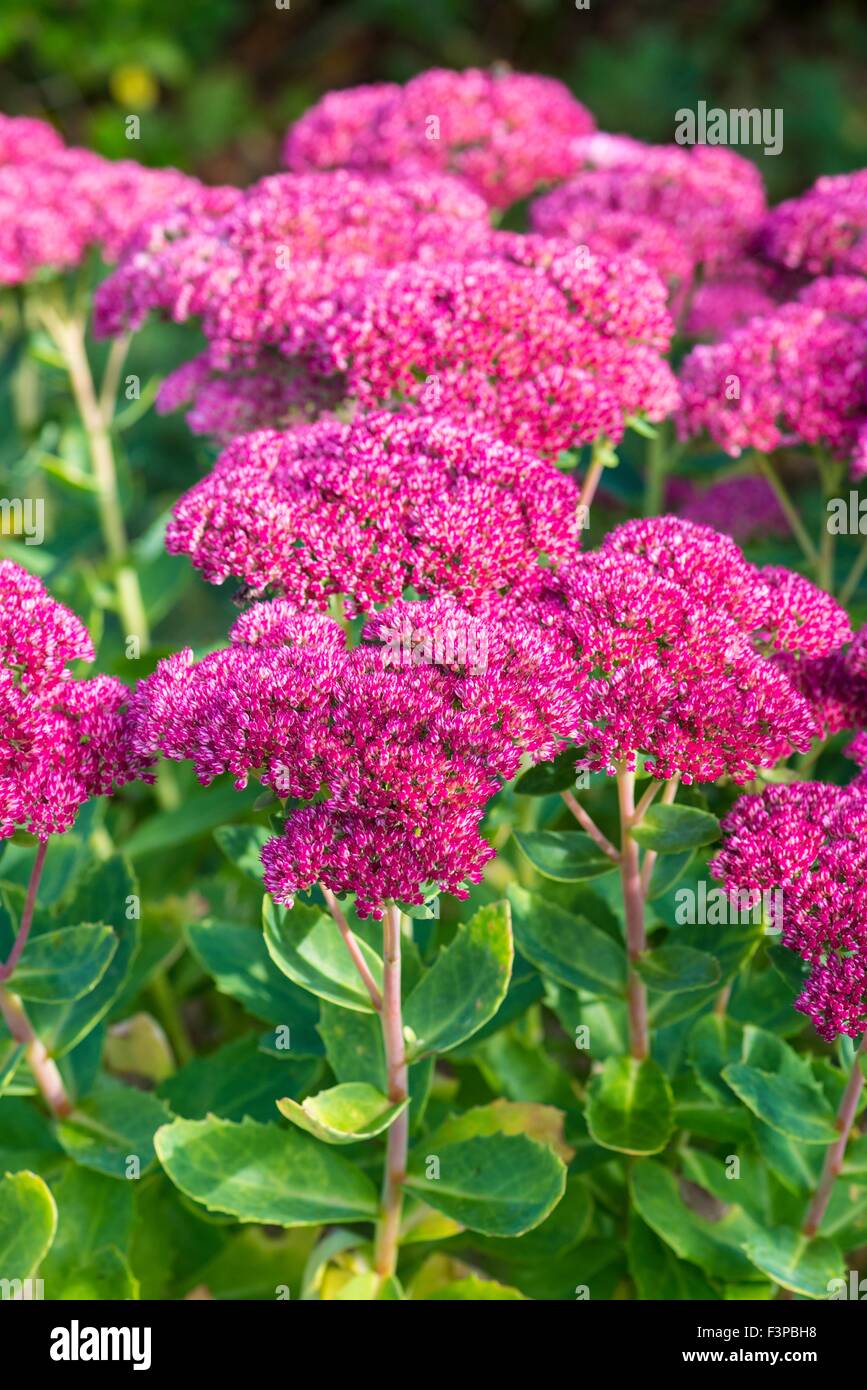Sedum 'Herbstfreude' Fetthenne Stockfotografie Alamy