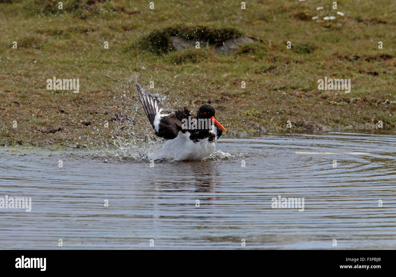 Eurasischen Austernfischer Haematopus Ostralegus Erwachsenen in der Zucht Gefieder Baden im Moor-pool Stockfoto