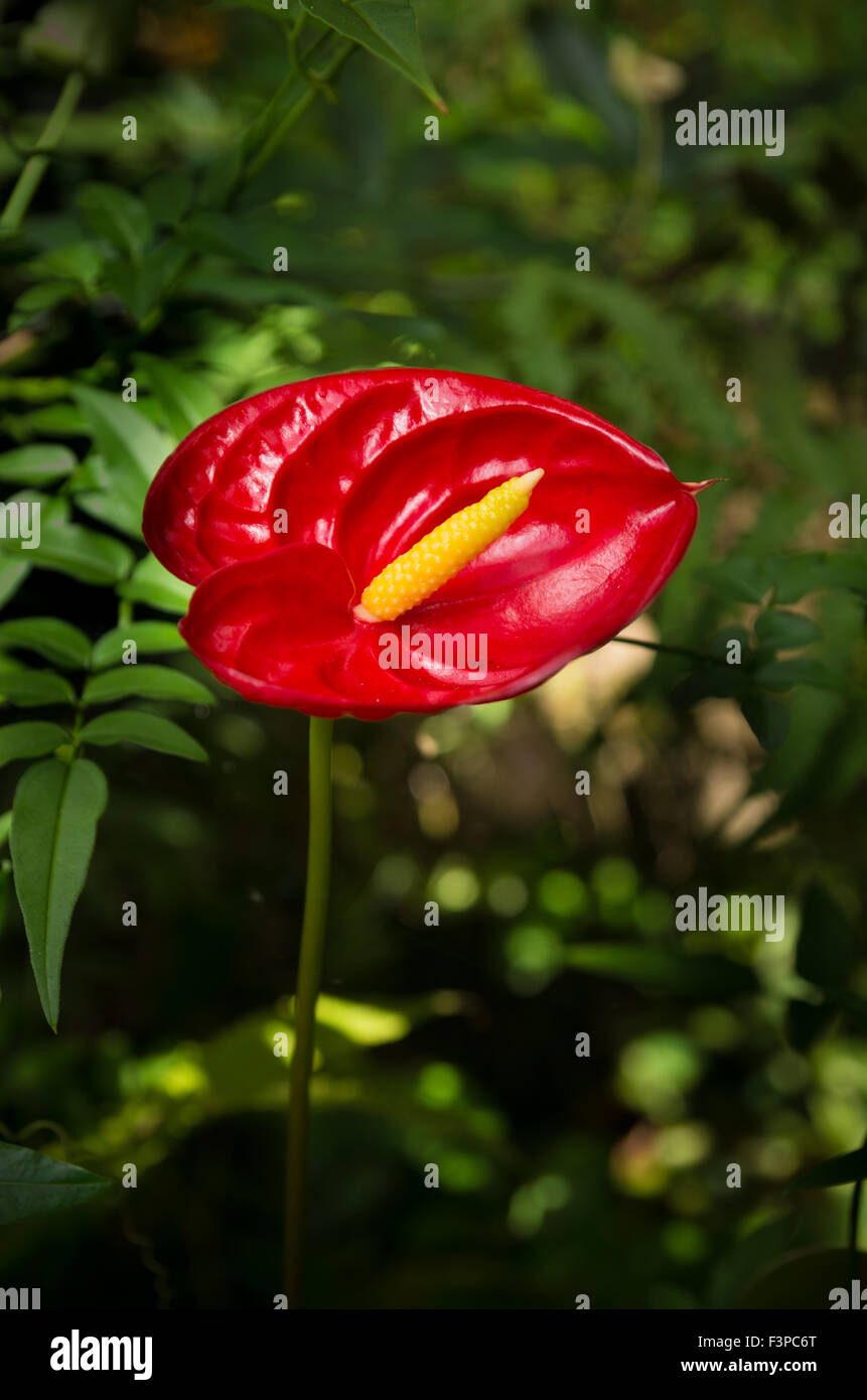 Nahaufnahme einer roten Anthurien-Blume Stockfoto