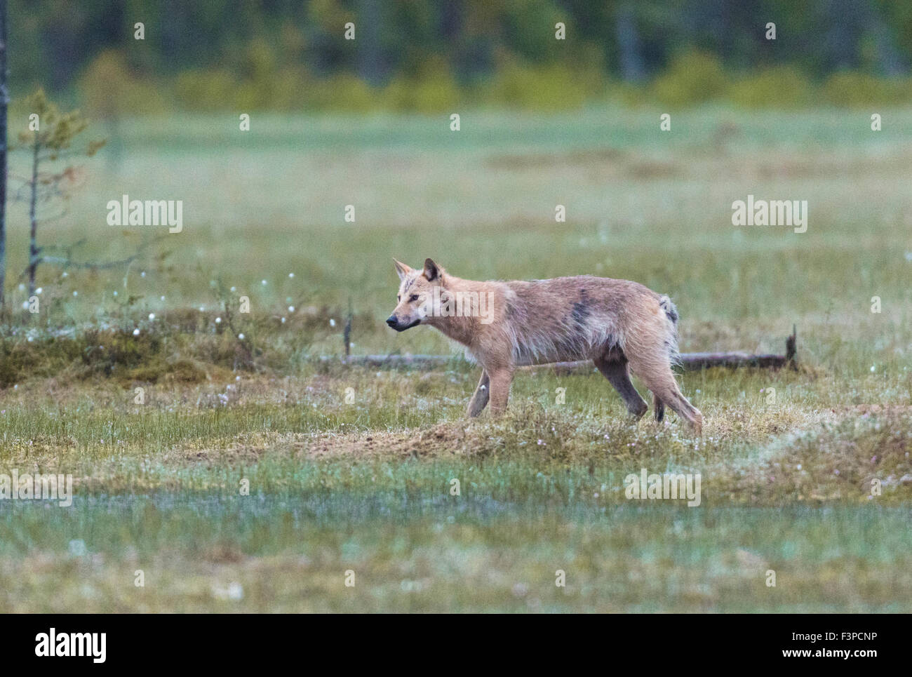 Grauer Wolf, Canis Lupus, zu Fuß über das Moos sieht aus wie er sich auf etwas, Kuhmo, Finnland schleicht ist Stockfoto