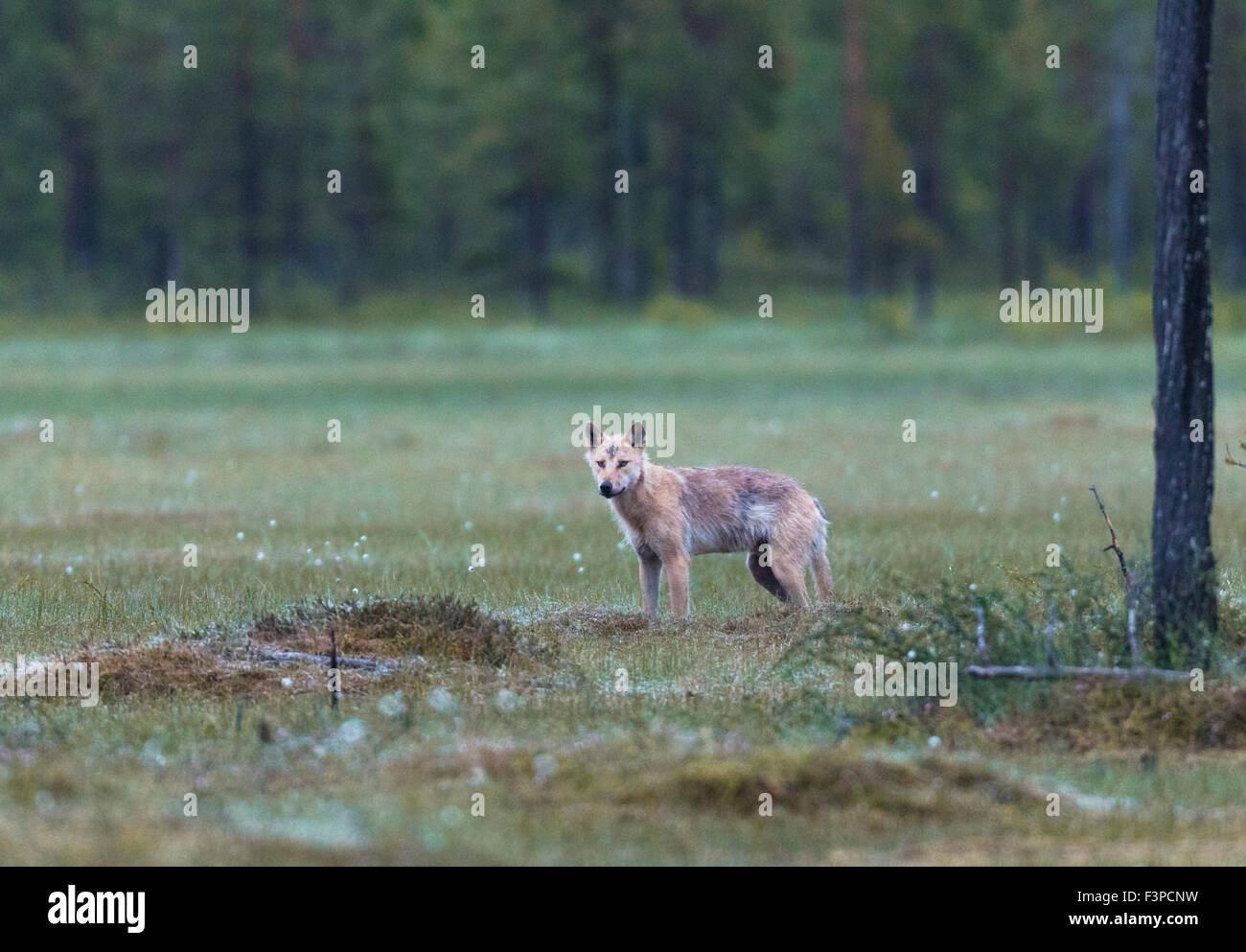 Grauer Wolf, Canis Lupus, stehend auf einem Moos, Kuhmo, Finnland Stockfoto