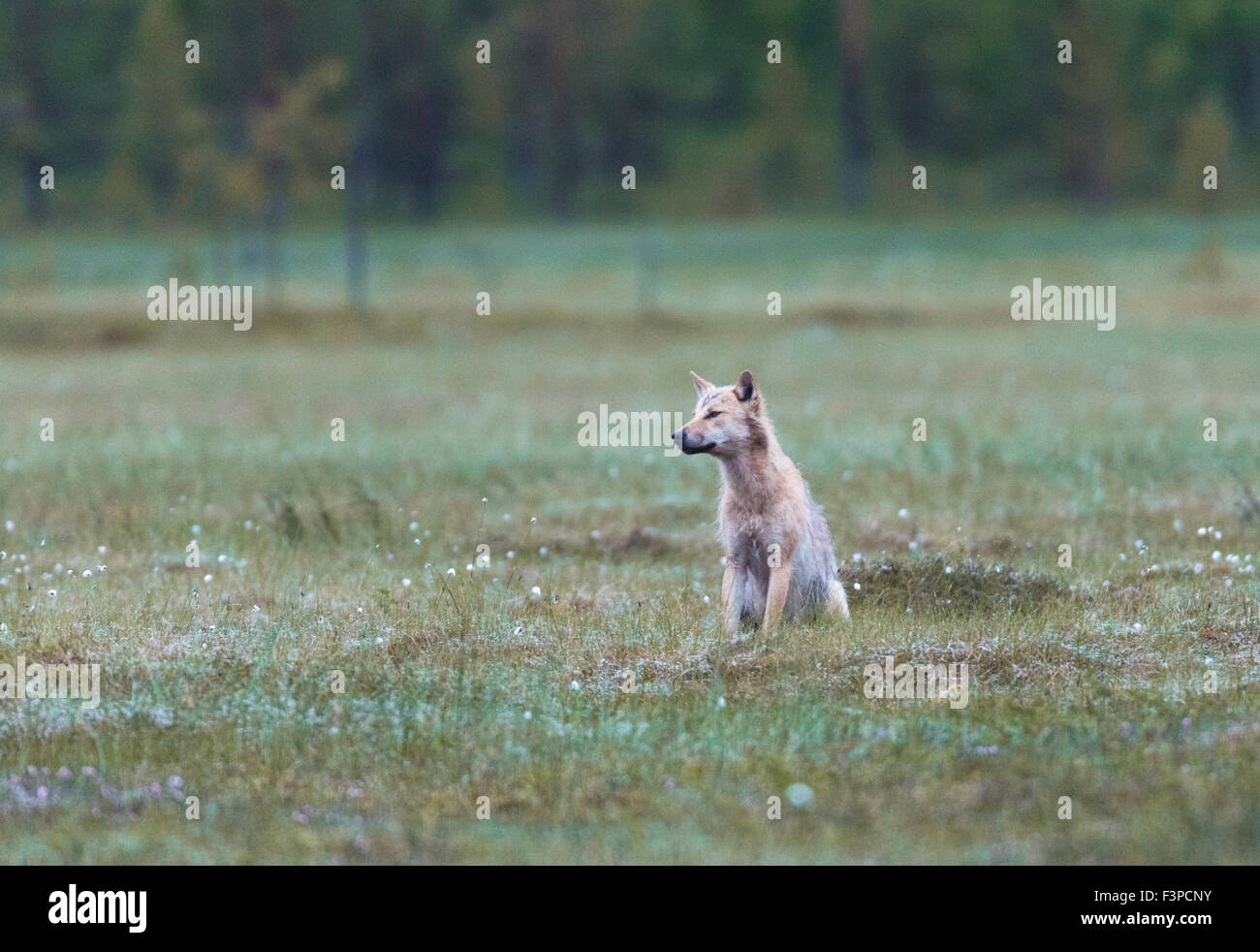 Grauer Wolf, Canis Lupus, sitzt auf einem Moos, Kuhmo, Finnland Stockfoto