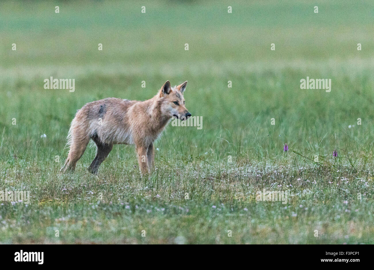 Grauer Wolf, Canis Lupus, stehend auf einem Moos in nassen Rasen und Lookingbeyond Kamera auf etwas, Kuhmo, Finnland Stockfoto