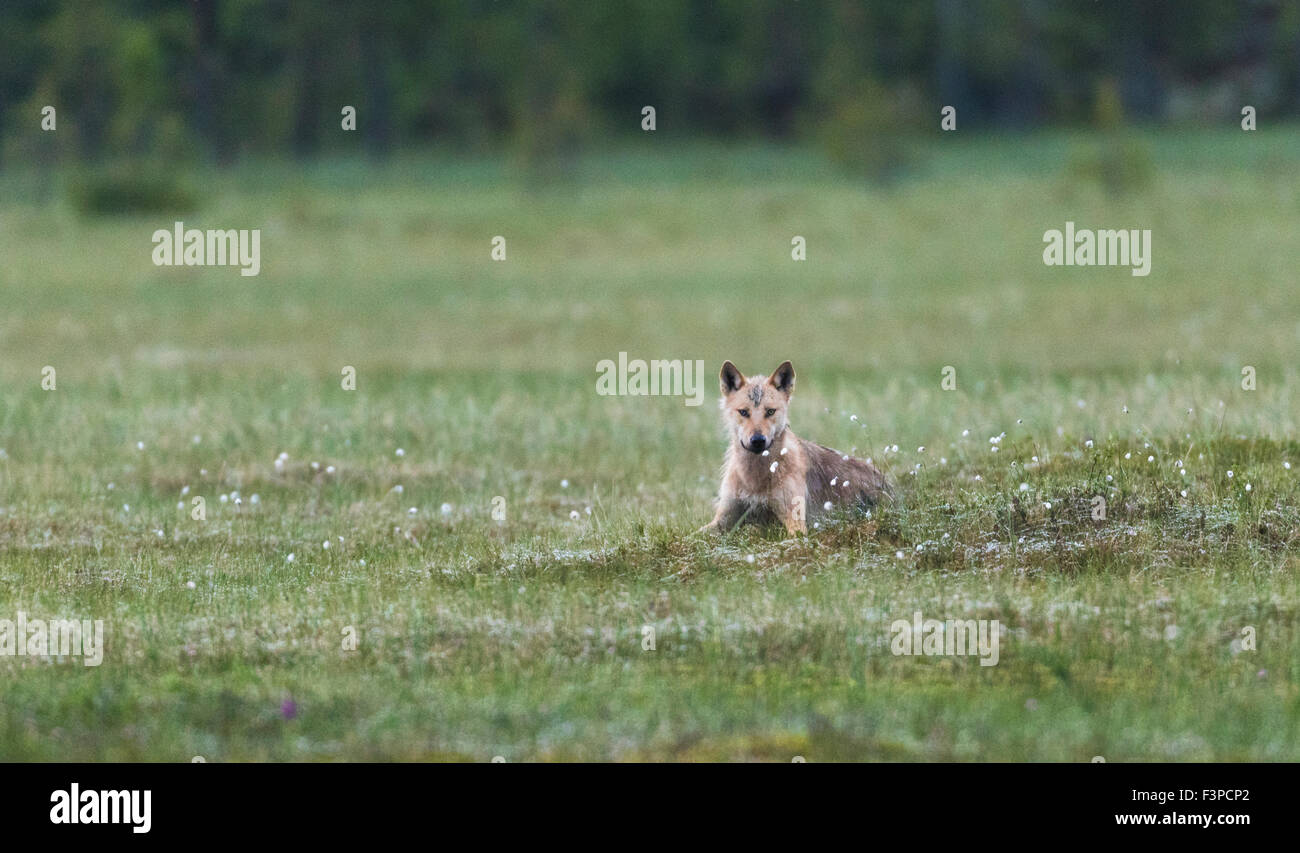 Grauer Wolf, Canis Lupus, liegend auf einem Moos, das ich Rasen und Wollgras, Blick nassen in die Kamera, Kuhmo, Finnland Stockfoto