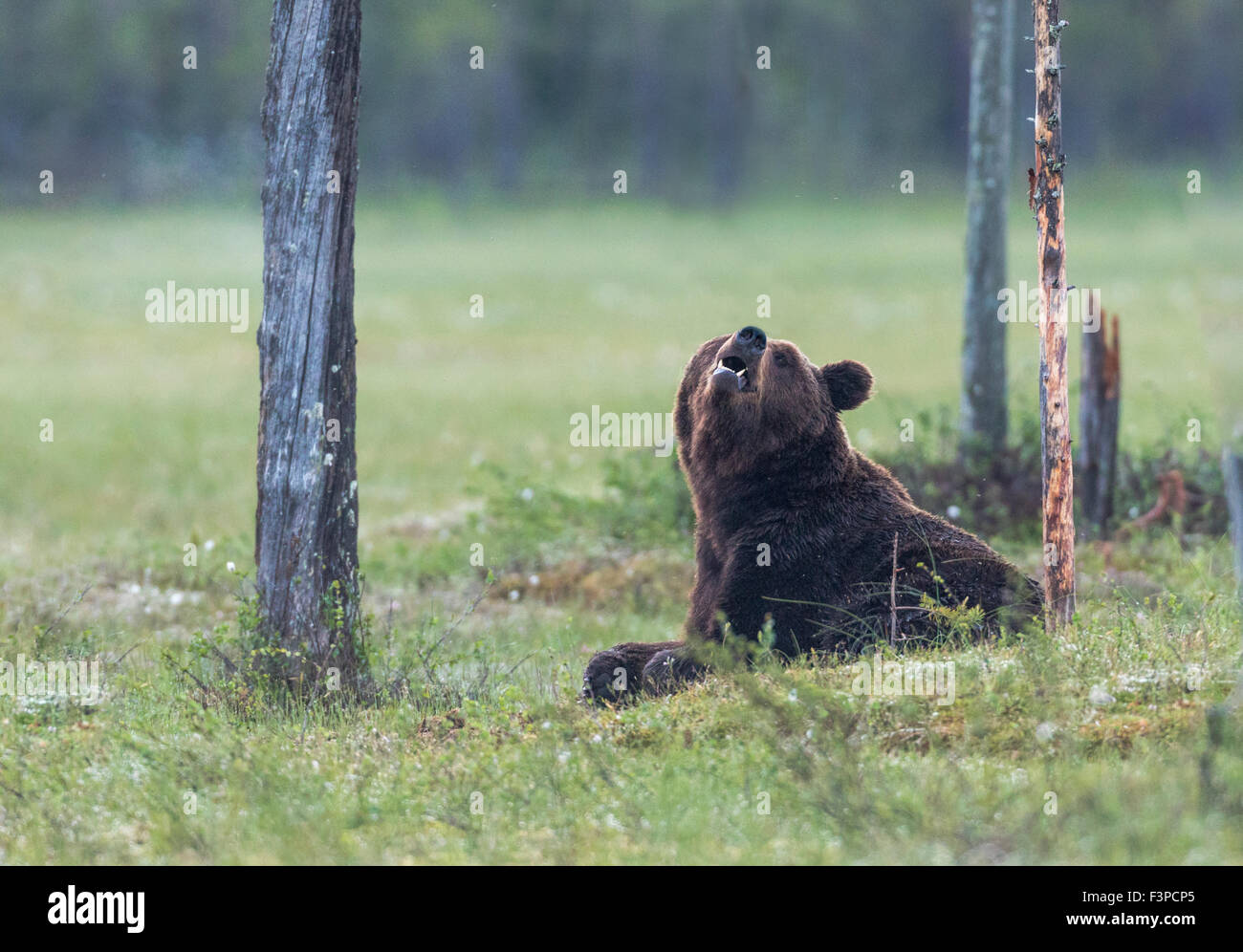 Brauner Bär, Ursus Arctos, liegend auf einem Moos, schnüffeln in der Luft und Blick in die Kamera, Kuhmo, Finnland Stockfoto