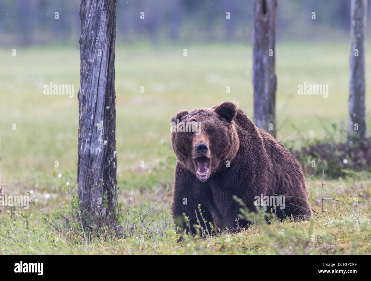 Brauner Bär, Ursus Arctos, auf Moos mit offenem Mund stehen und blickte der Kamera, Kuhmo, Finnland Stockfoto