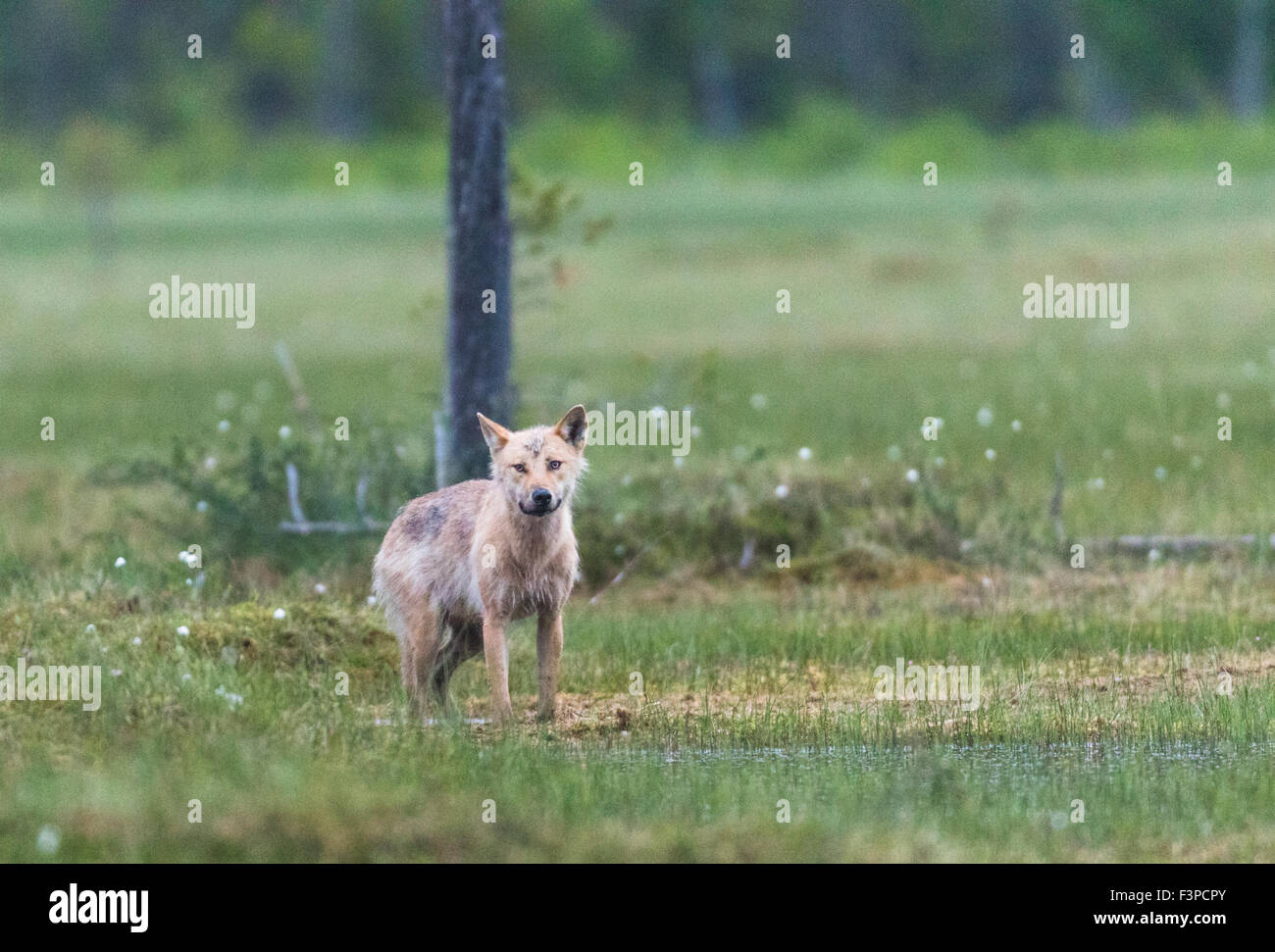 Grauer Wolf, Canis Lupus, liegend auf einem Moos in nassem Rasen und Wollgras, Blick in die Kamera, Kuhmo, Finnland Stockfoto