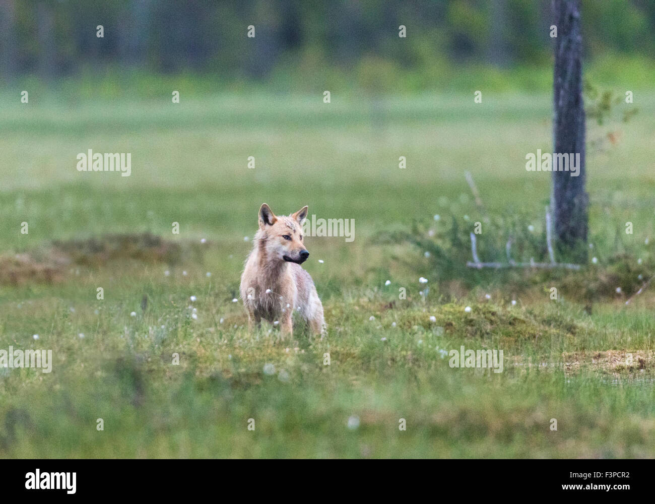 Grauer Wolf, Canis Lupus, liegend auf einem Moos in nassem Rasen und Wollgras, Blick auf etwas auf der Seite, Kuhmo, Finnland Stockfoto