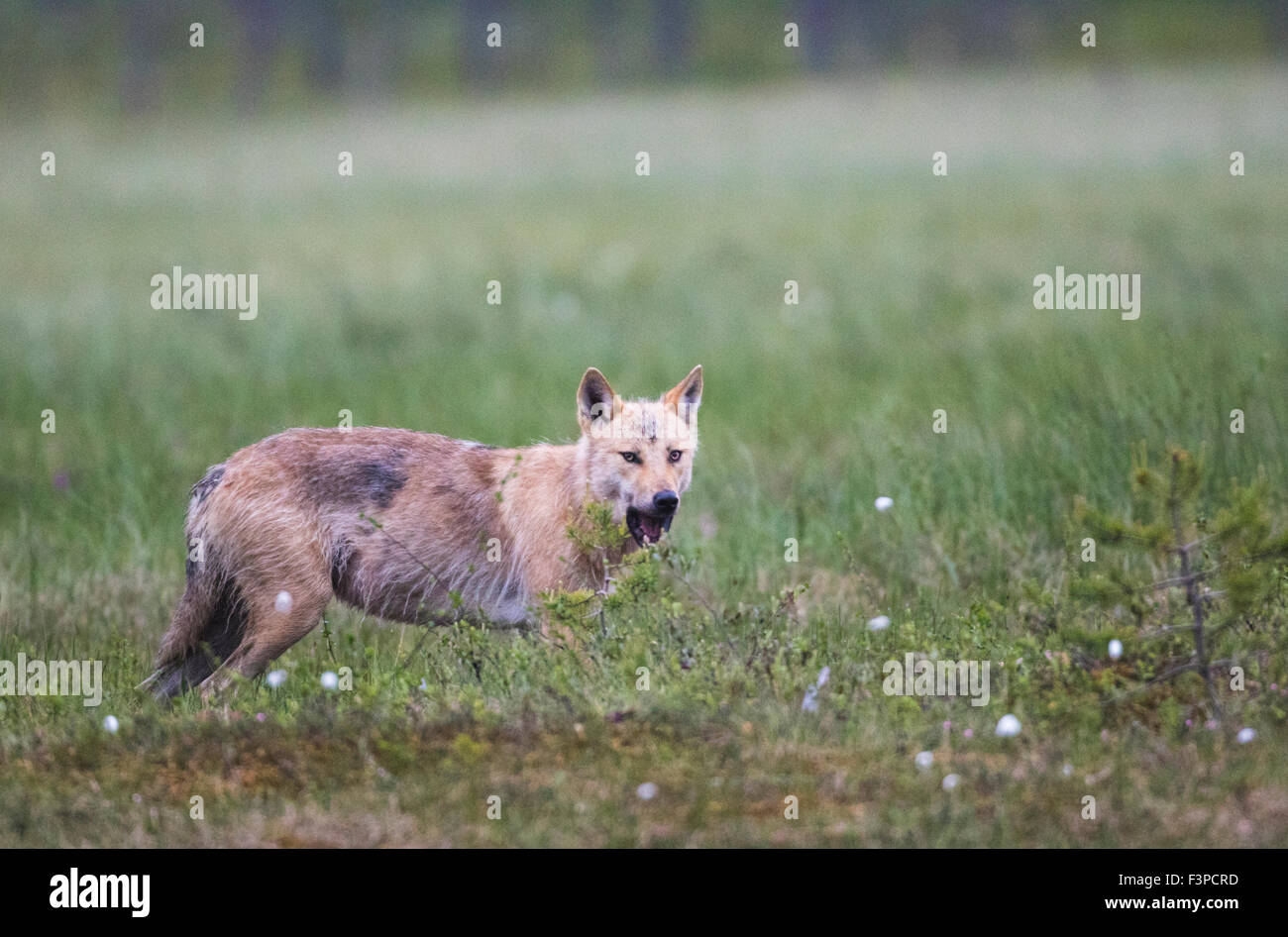 Grauer Wolf, Canis Lupus, mit seiner Seite in Richtung Kamera, Überfahren eines Mooses, Blick in Richtung Kamera mit offenem Mund, Kuhmo, Miljkovic Stockfoto