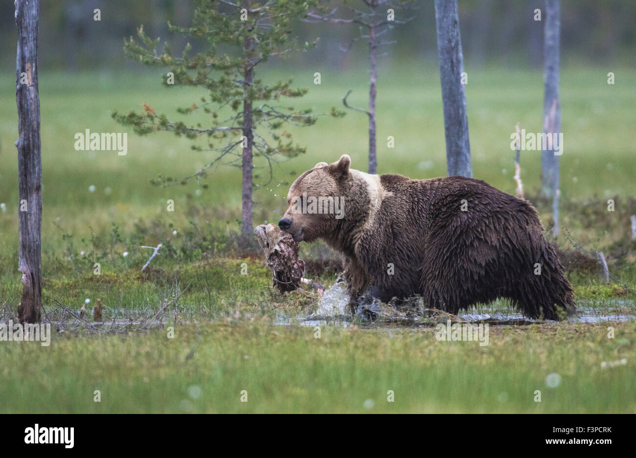 Brauner Bär, Ursus Arctos, zu Fuß entfernt, auf einem Moos mit Beute in den Mund, Kuhmo, Finnland Stockfoto