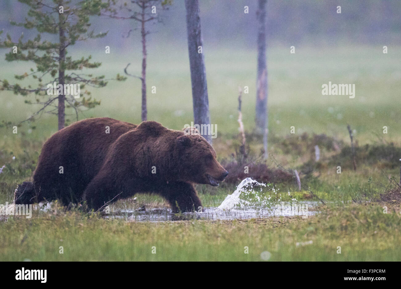Brauner Bär, Ursus Arctos zu Fuß über einen Moos und Wasser ist plantschen, Kuhmo, Finnland Stockfoto