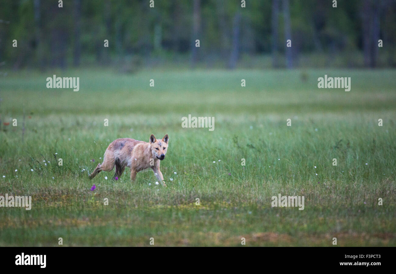 Grauer Wolf, Canis Lupus, läuft über das Moos und Blick auf Kamera, Kuhmo, Finnland Stockfoto