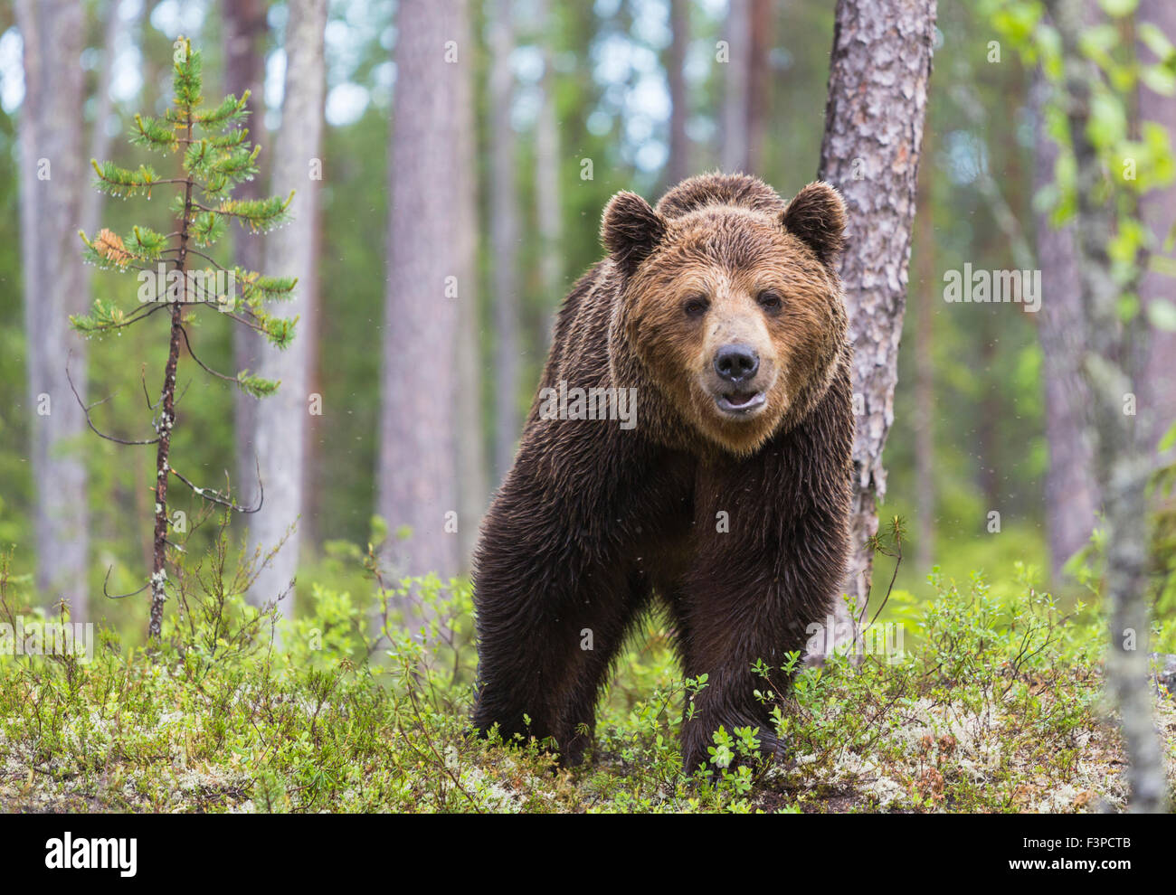 Nahaufnahme Foto von Brauner Bär, Ursus Arctos, im tiefen Wald, wandern wir auf Kamera, Kuhmo, Finnland Stockfoto