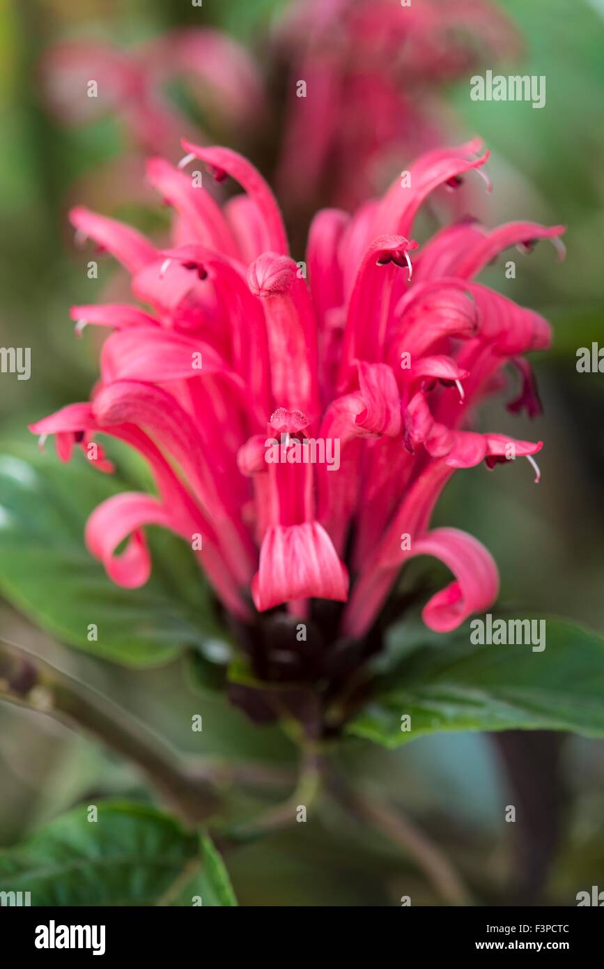 Justicia Carnea - brasilianische Fahne Blume, Brasilianisch-Plume, Flamingo-Blume, jacobinia Stockfoto