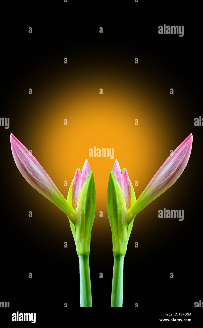 Brechen von Amaryllis Blütenknospe auf Gelblicht Stockfoto