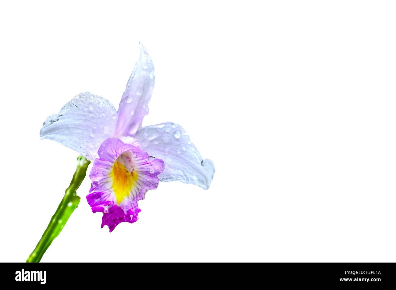 hell lila Orchidee mit Wassertropfen auf weißem Hintergrund Stockfoto