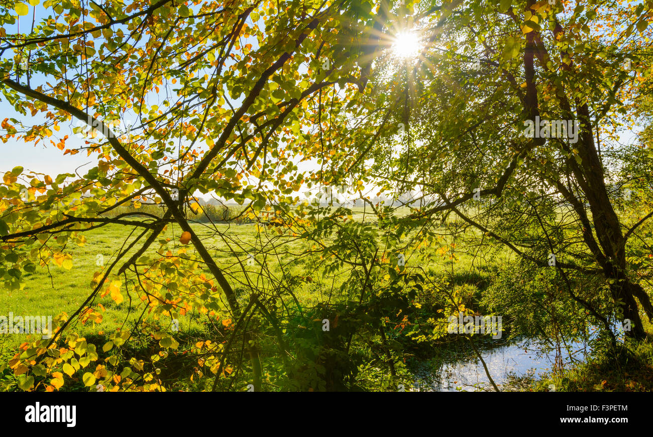 Sonnenaufgang über den Bäumen im Herbst in Arundel, West Sussex, England, UK. Stockfoto