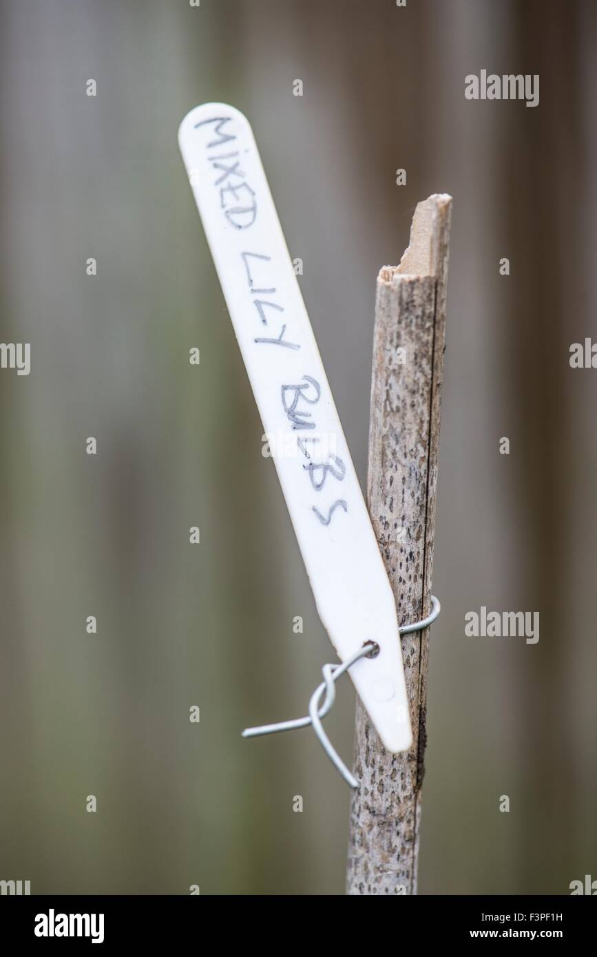 Plastikpflanze Label an Zuckerrohr mit Draht gebunden. Stockfoto