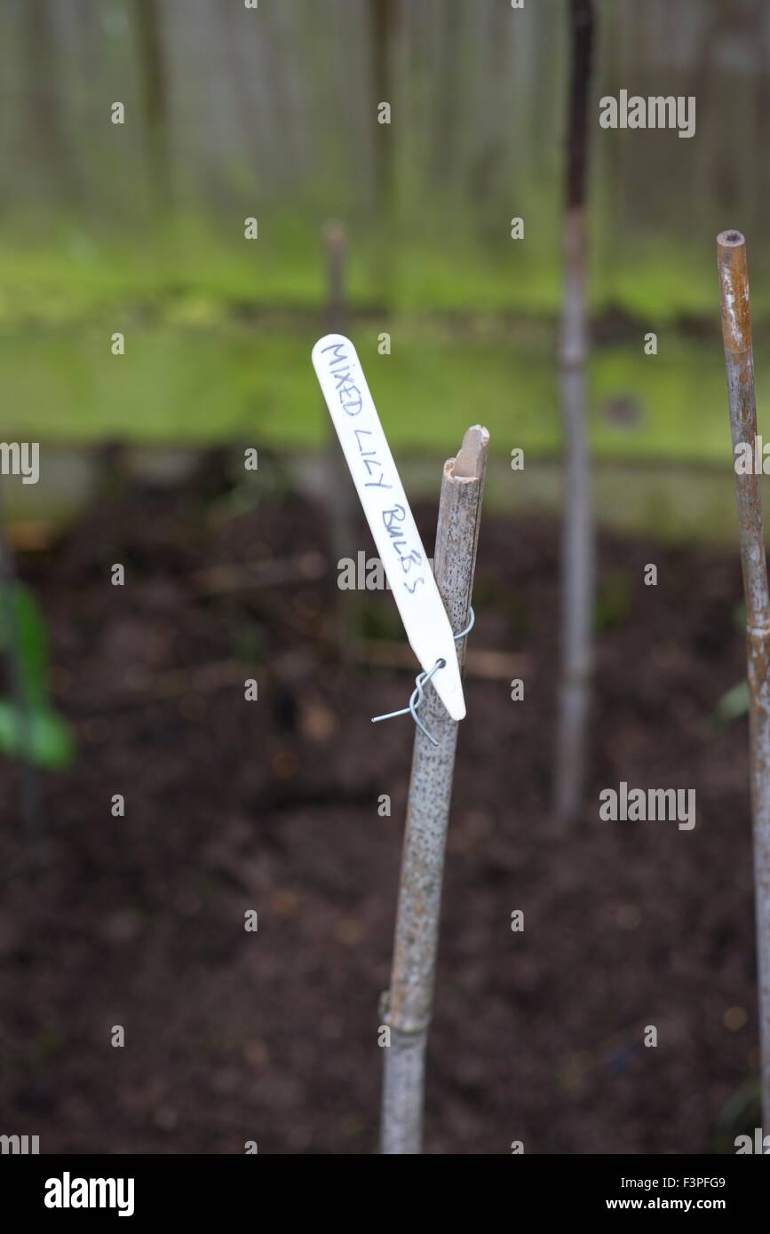 Plastikpflanze Label an Zuckerrohr mit Draht gebunden. Stockfoto
