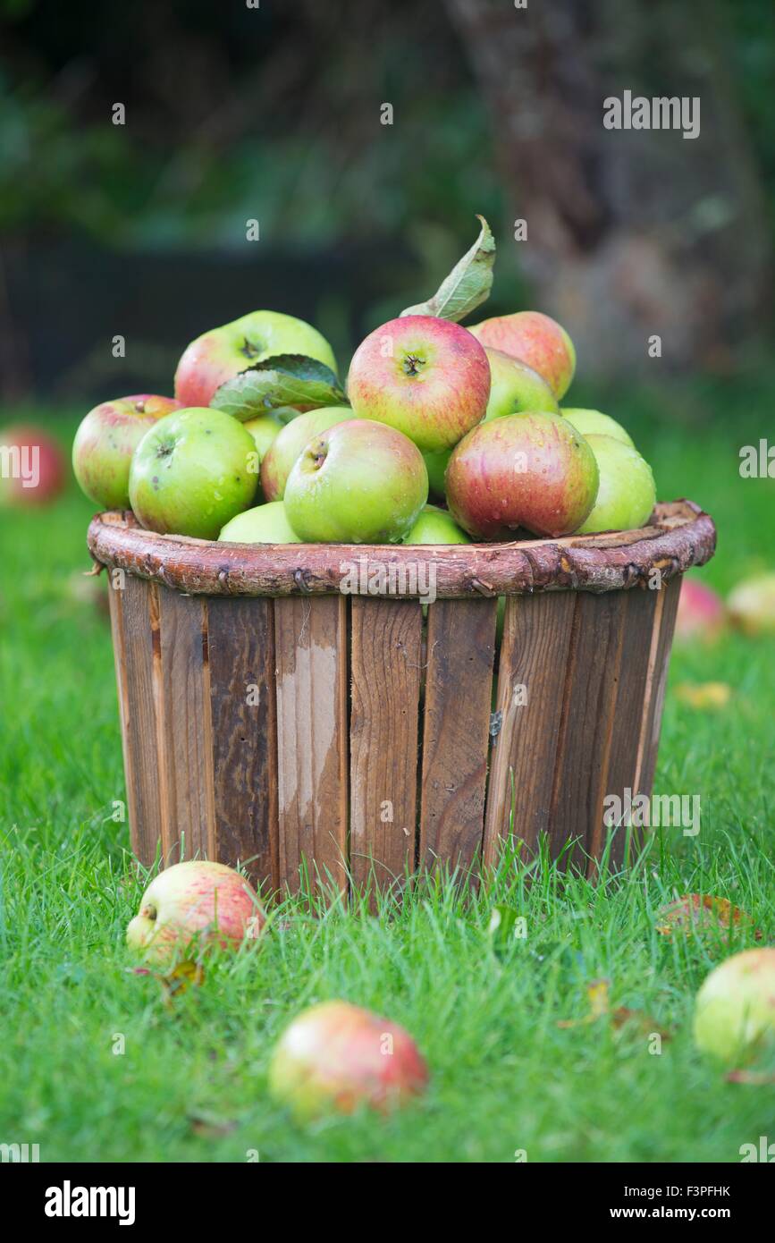 Holzeimer Windfall Äpfel. Stockfoto