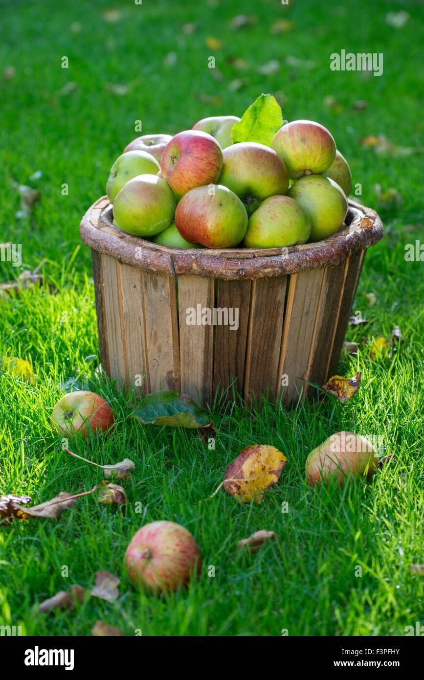 Holzeimer Windfall Äpfel. Stockfoto