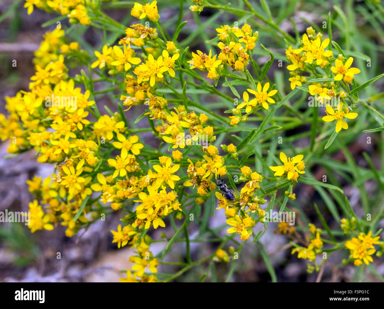 Kaninchen-Pinsel; Chrysothamnus Nauseosus; gelbe Wildblumen; zentralen Colorado, USA Stockfoto