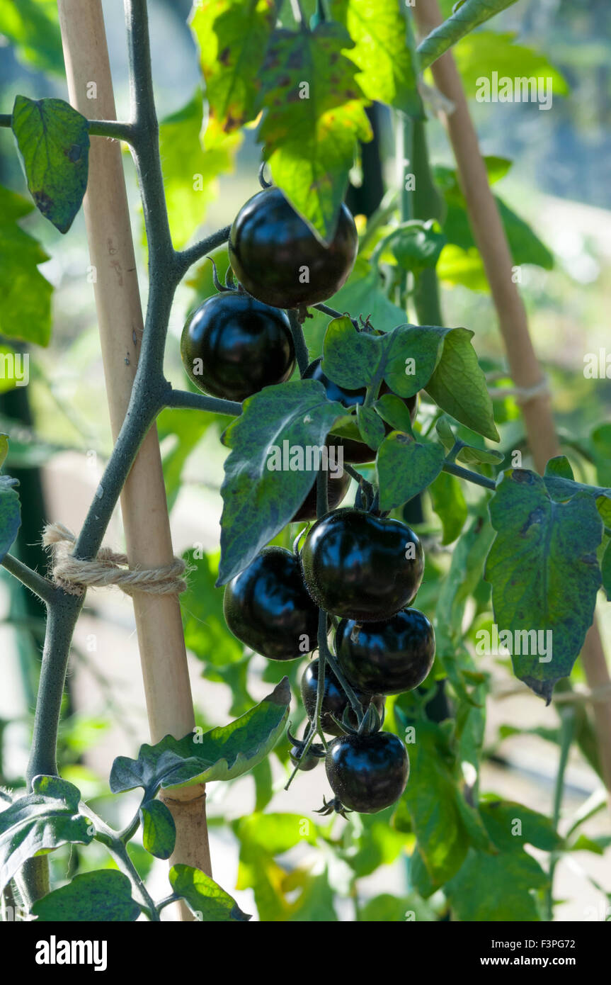 Schwarze Tomaten, Solanum Lycopersicum Indigo Rose Stockfoto