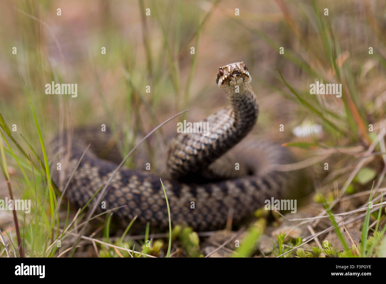 Addierer; Vipera Berus einzigen weiblichen; Northumberland; UK Stockfoto