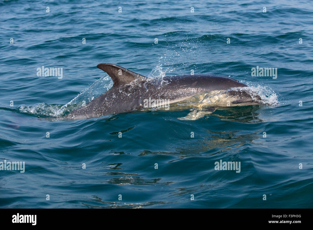 Gemeiner Delfin; Delphinus Delphis Single; UK Stockfoto