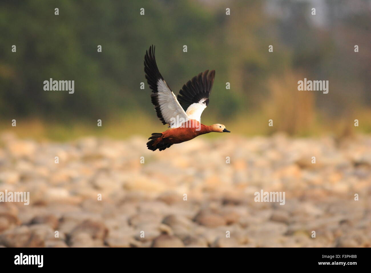 Ruddy Brandgans (Tadorna Ferruginea) fliegen in Nameri Nationalpark, Indien Stockfoto