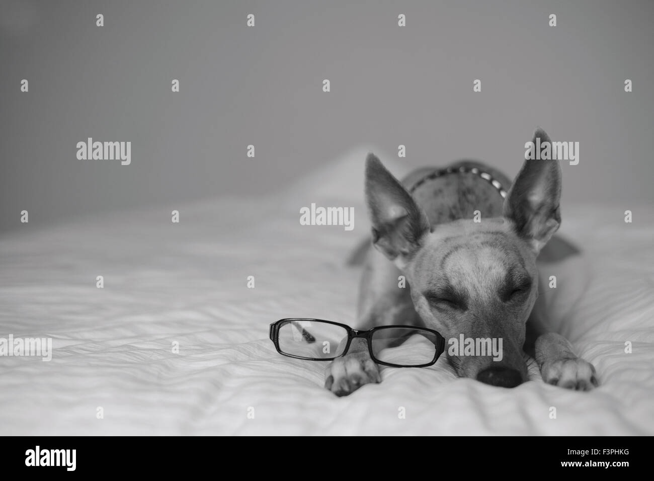 Hund Kopf mit geschlossenen Augen auf Pfoten ruht und eine Lesebrille Stockfoto