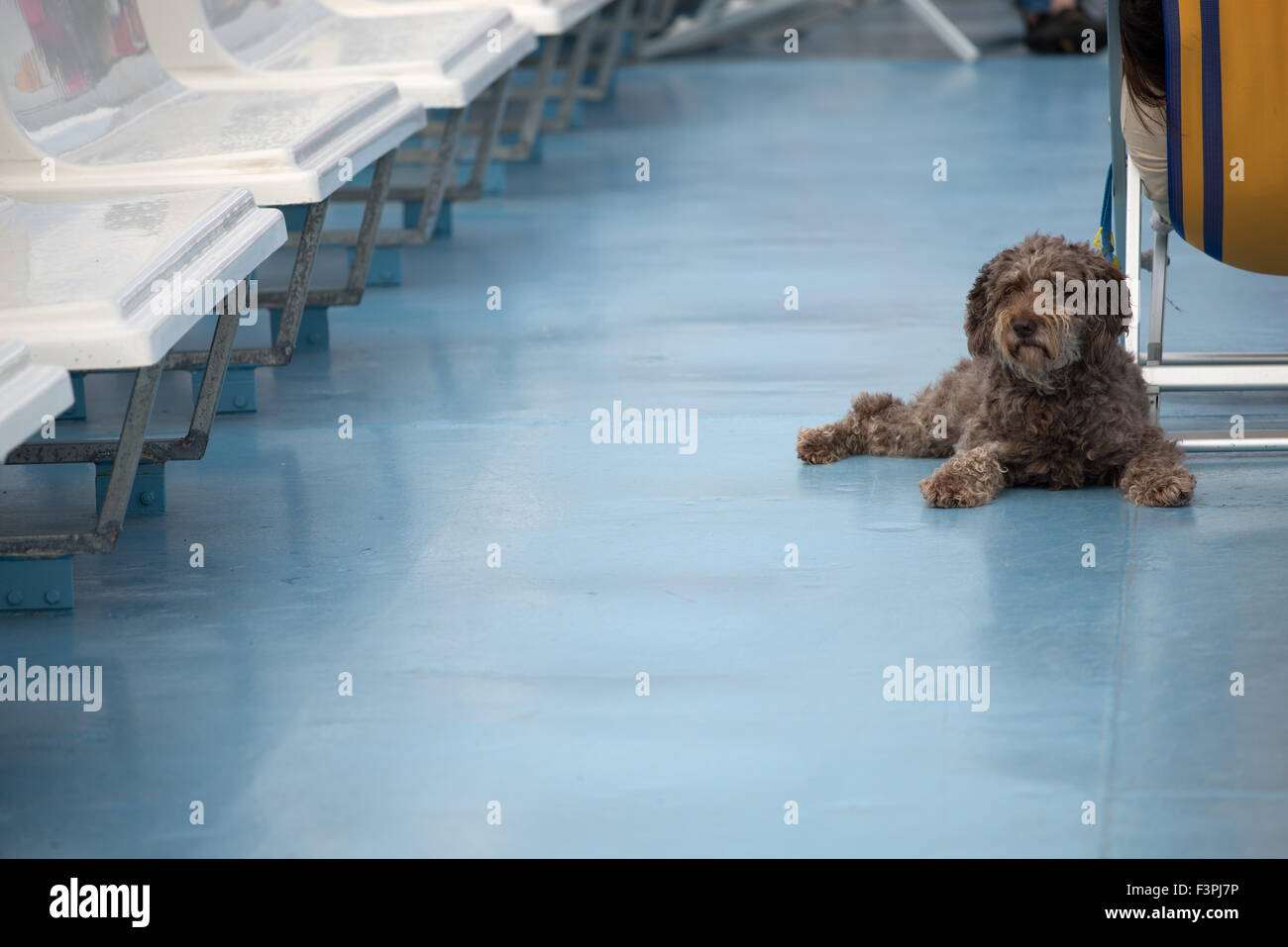 Ein Hund auf dem Deck eines Bootes Corsica Ferries Stockfoto