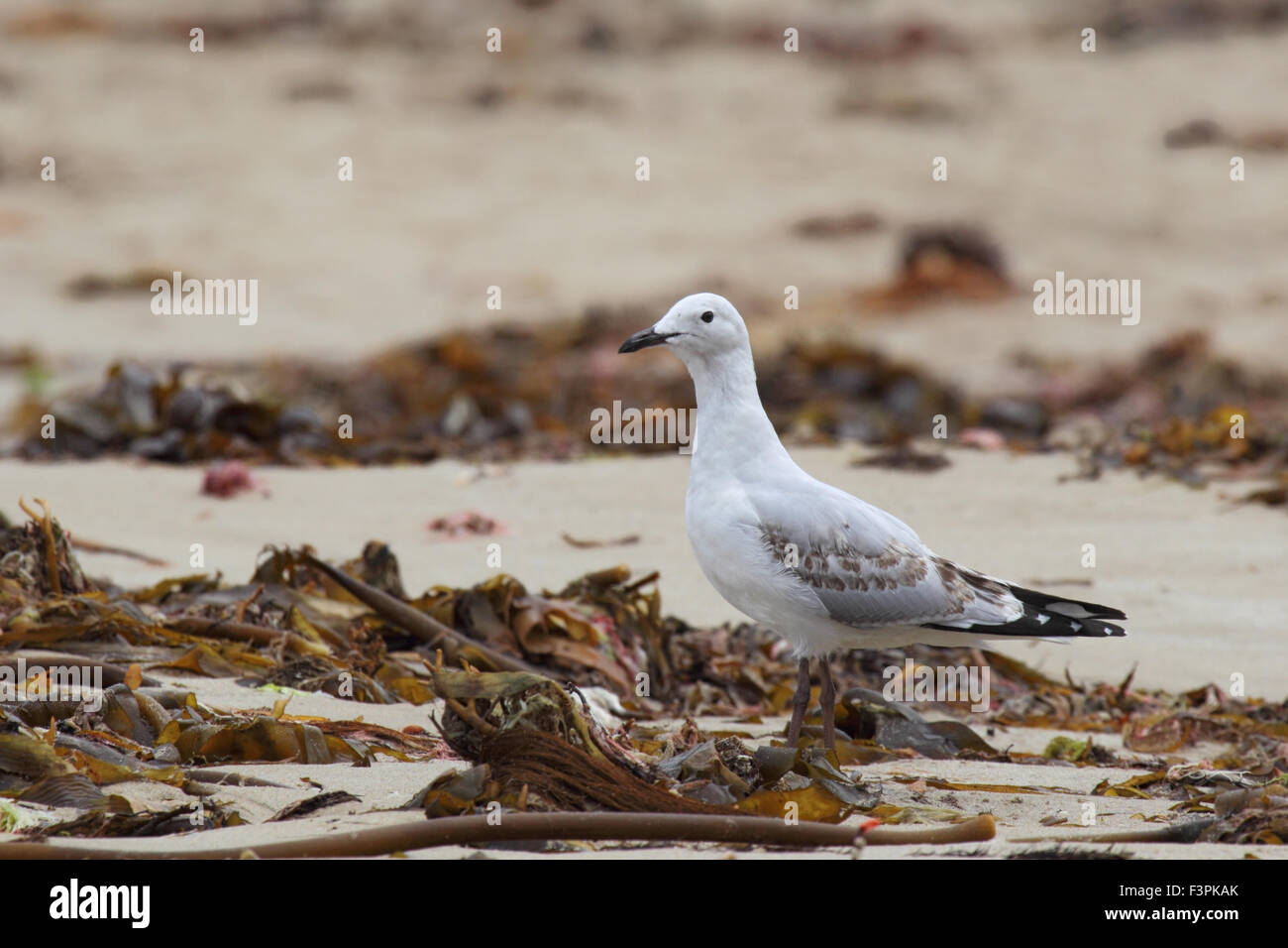 Juvenile Silber Möwe (Chroicocephalus Novaehollandiae) auf den Strand von Cape Conran, Victoria, Australien. Stockfoto