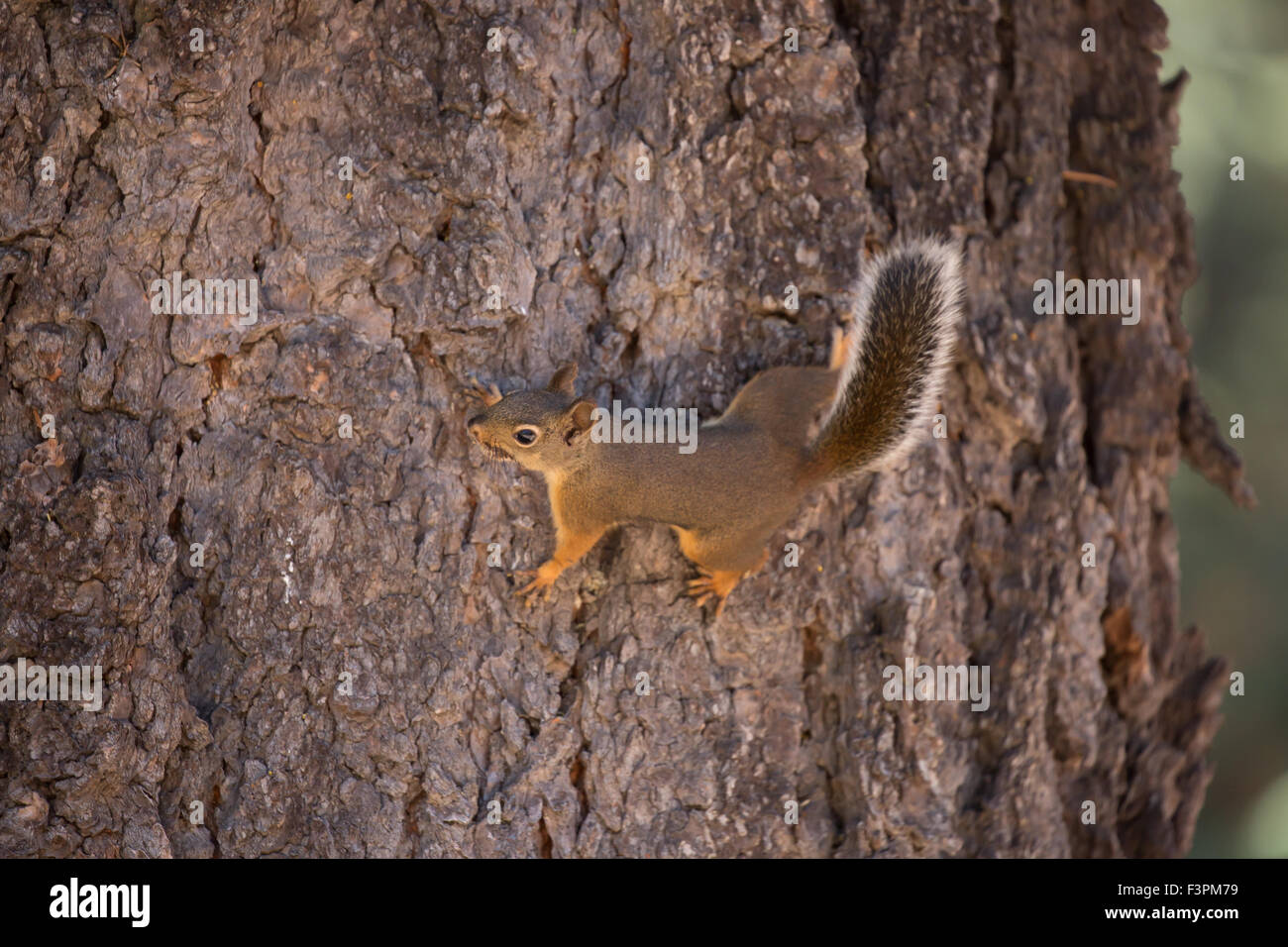Douglas Eichhörnchen (oder Chickaree) Stockfoto